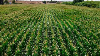 campo