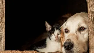 Imagen de un perro y un gato en una ventana