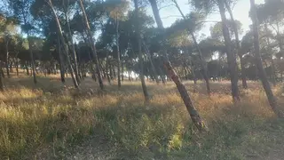 Una mujer ha sido hallada esta ma&ntilde;ana en los Pinares de Venecia con signos de violencia.