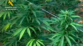 Planta de marihuana