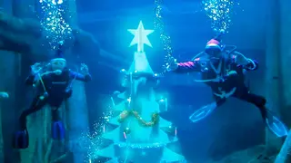 El Acuario de Zaragoza se suma a las decoraciones navide&ntilde;as con un gran &aacute;rbol subacu&aacute;tico.