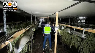 marihuana