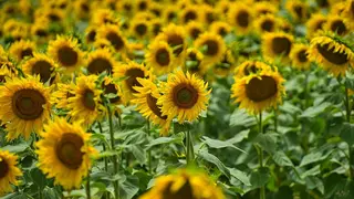 girasoles
