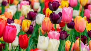 primavera