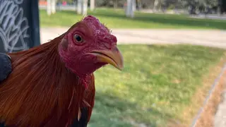 gallocresta