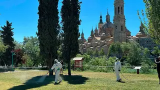 GARRAPATAS-2