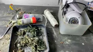 Cogollos secos encontrados en una plantaci&oacute;n en un piso de alquiler en Rueda de Jal&oacute;n, en Zaragoza