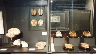 Muestras-Exposicion