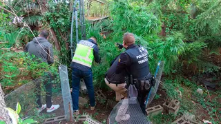 La Polic&iacute;a ha incautado m&aacute;s de 46 kilos de plantas de marihuana en un chalet de Teruel