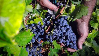 Foto-1-Vendimia-de-garnacha
