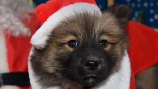 perro