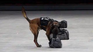 Un perro de la Polic&iacute;a Nacional durante la IV Exhibici&oacute;n de Medios Policiales, en el Pabell&oacute;n Pr&iacute;ncipe Felipe