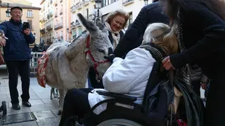 _animales-bendici&oacute;n_San Ant&oacute;n_1-28