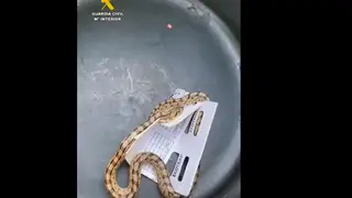 serpiente-guardia-civil
