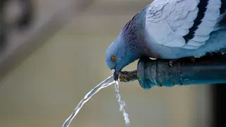 fuentes-agua-personas-mascotas-zaragoza