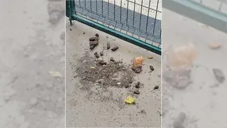 excrementos-caninos-la-jota-zaragoza-pipican-perros-queja-vecinos