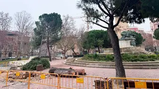 plaza-sitios-zaragoza-arboles-ca&iacute;da-pinos