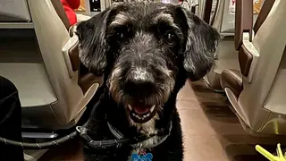 Localizan con vida a Boro, el perro de dos pasajeras que se hab&iacute;a perdido tras el accidente ferroviario en Adamuz (C&oacute;rdoba). Fuente: @gonzalomatilla_ / X