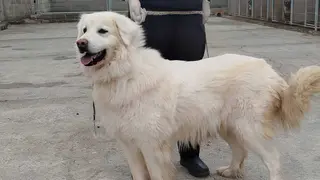 Perro DPZ