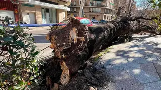 arbol_constitucion_2-(4)