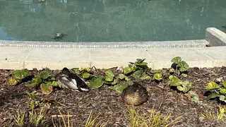 Patos descansando junto a la nueva fuente del Jard&iacute;n Bot&aacute;nico. Foto: Arag&oacute;n Press. Guillermo Pem&aacute;n