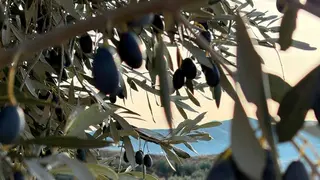 Olivos-oliete-aceite