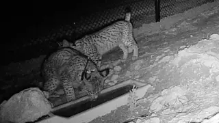 La c&aacute;mara de fototrampeo ha captado a los dos linces ib&eacute;ricos junto a uno de los abrevaderos | Foto: DGA
