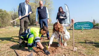 plantaciones-bosque-zaragozanos-&aacute;rboles-garrapinillos-canal-imperial