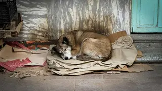 perros-mascotas-albergue-municipal-zaragoza