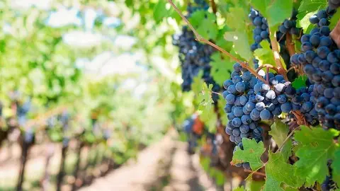 La Fiesta de la Vendimia 2019 arranca este s&aacute;bado en Cari&ntilde;ena