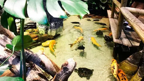 El Acuario de Zaragoza es el acuario fluvial m&aacute;s grande de Europa y cuenta con casi 6.000 ejemplares de unas 350 especies distintas