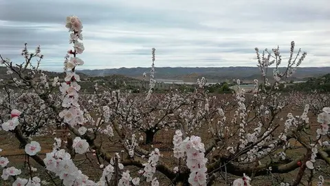 el cambio clim&aacute;tico amenaza con alterar el tradicional equilibrio entre las necesidades clim&aacute;ticas de los cultivos frutales tradicionales y el clima local