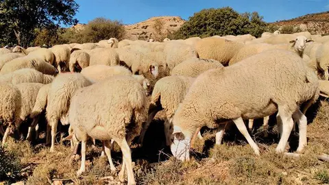 M&aacute;s de 670.000 agricultores y ganaderos han solicitado las ayudas