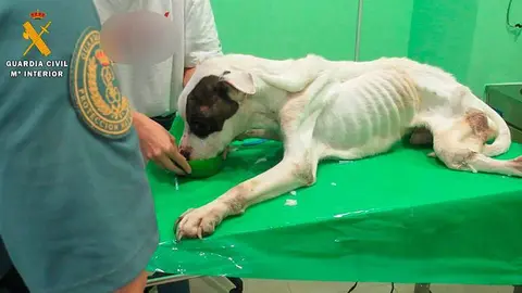 El pitbull fue encontrado en el casco antiguo de la localidad en condiciones de inanici&oacute;n extrema