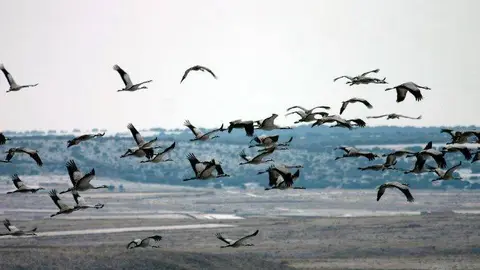 Grullas a su llegada a Gallocanta