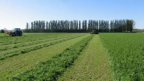 Arag&oacute;n es una potencia a nivel mundial en la producci&oacute;n de alfalfa con m&aacute;s de 800.000 toneladas