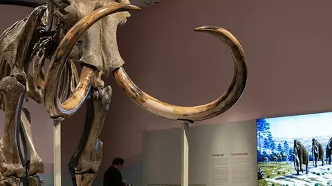 Un esqueleto completo de un mamut domina la nueva exposici&oacute;n del CaixaForum Zaragoza. FOTO: Laura Trives