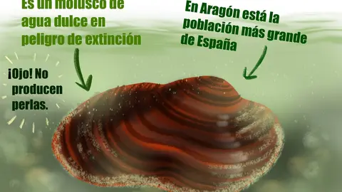 Dibujo Margaritifera Auricularia, molusco bivalvo en peligro de extinci&oacute;n