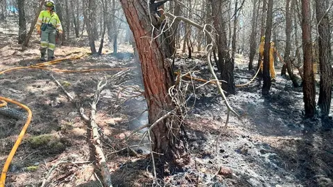 Un &aacute;rbol tras un incendio con bomberos detr&aacute;s