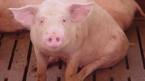 Cerdo en una granja porcina