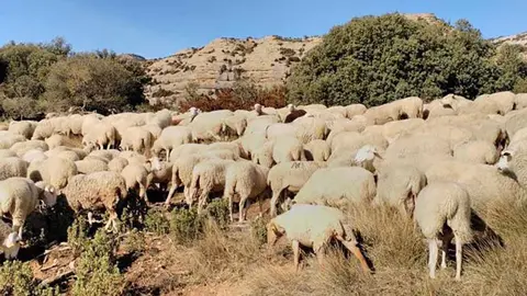 Ovejas en un campo