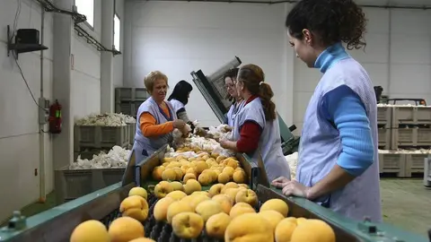 cooperativa de melocotones