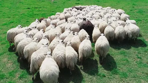 Los ganaderos denuncian ataques de osos y varias ovejas muertas en las zonas de Hecho y Ans&oacute;
