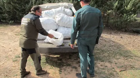 La furgoneta se desplaz&oacute; desde Ciudad Real y conten&iacute;a quince sacos de pi&ntilde;as de pinos