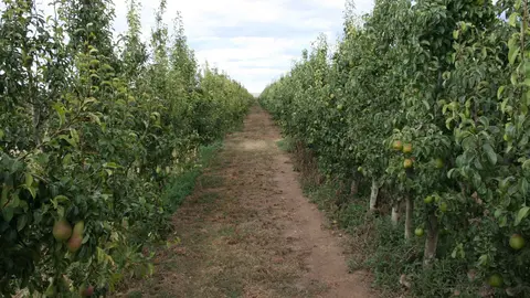 Destacan especialmente las producciones de frutales, los cultivos herb&aacute;ceos extensivos y la retirada y destrucci&oacute;n de cad&aacute;veres de animales