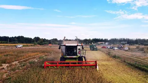 Campo con cosechadora