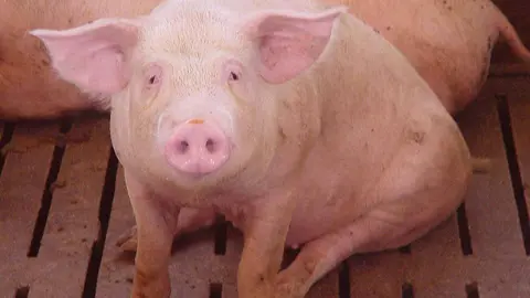 El matadero de Bin&eacute;far tiene capacidad para matar hasta 30.000 animales al d&iacute;a, seg&uacute;n Futuro Vegetal