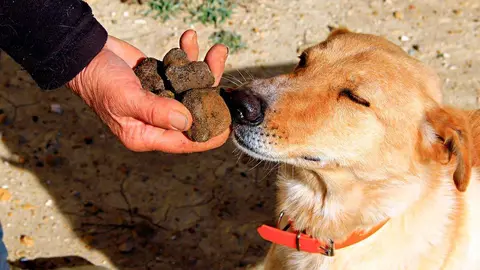 La sexta edici&oacute;n de la Feria de la Trufa de Vera de Moncayo contar&aacute; con el Concurso Nacional de Perros Truferos