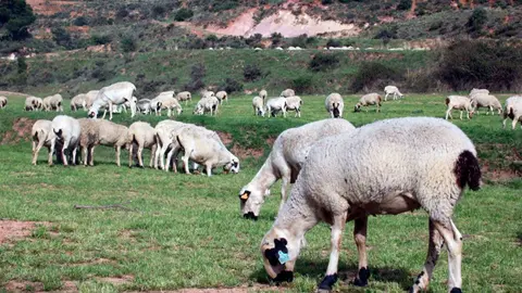 Los ganaderos denuncian ataques de osos y varias ovejas muertas en las zonas de Hecho y Ans&oacute;