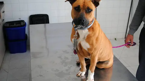 La Diputaci&oacute;n de Zaragoza destina cada a&ntilde;o una partida presupuestaria a la recogida y el cuidado de los perros sin due&ntilde;o 